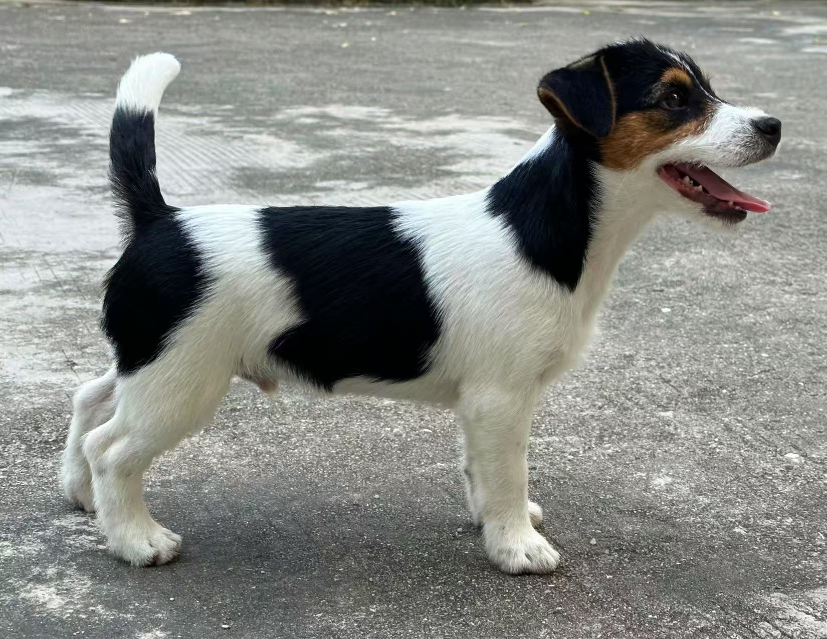 杰克罗素梗犬